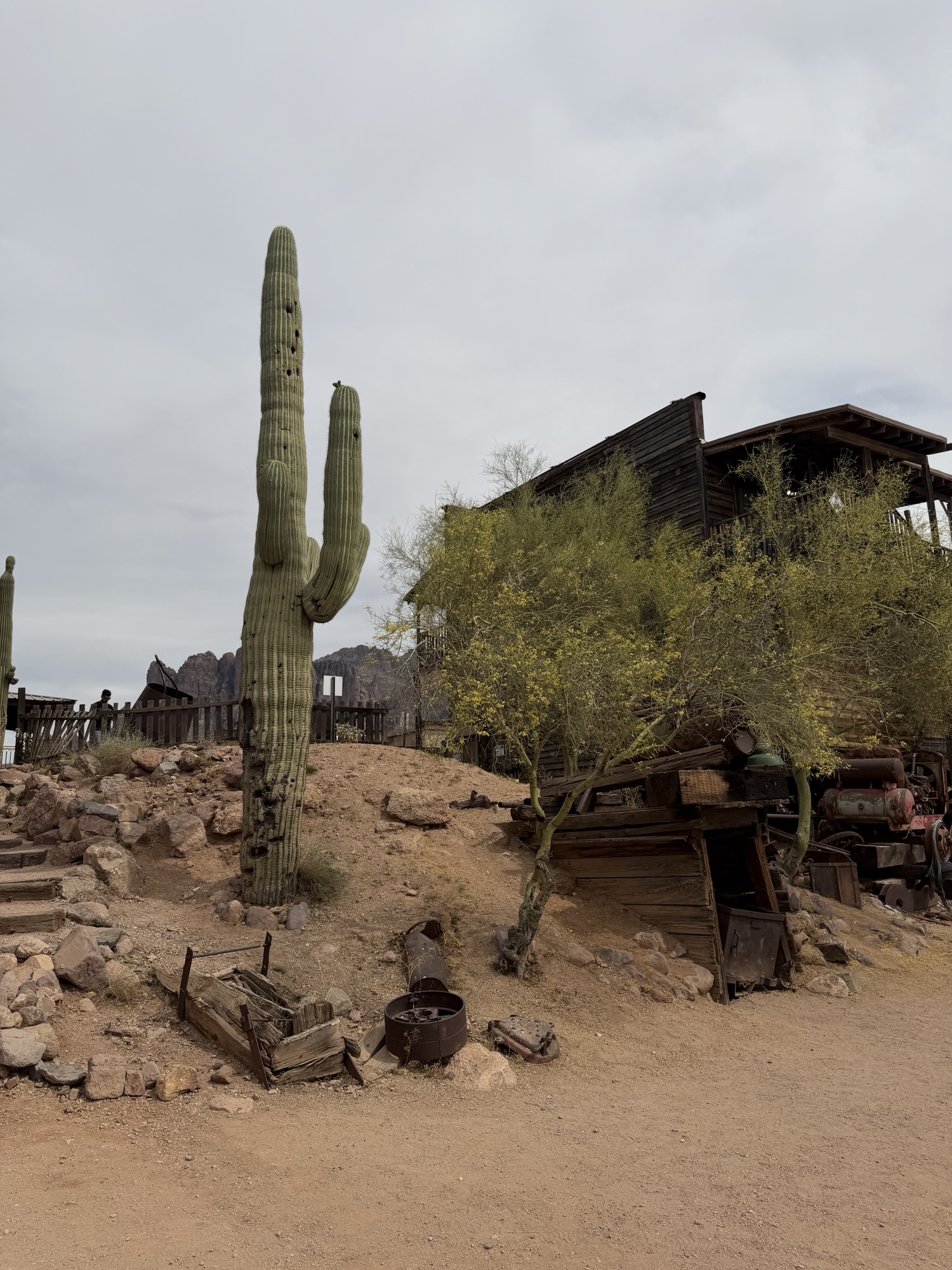 Kleine Kakteenkunde oder wenn man nichts Anderes zu tun hat