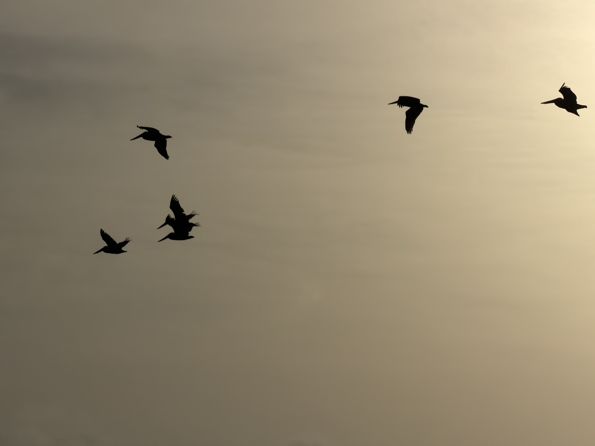 PP (Pause mit Pelikanen)